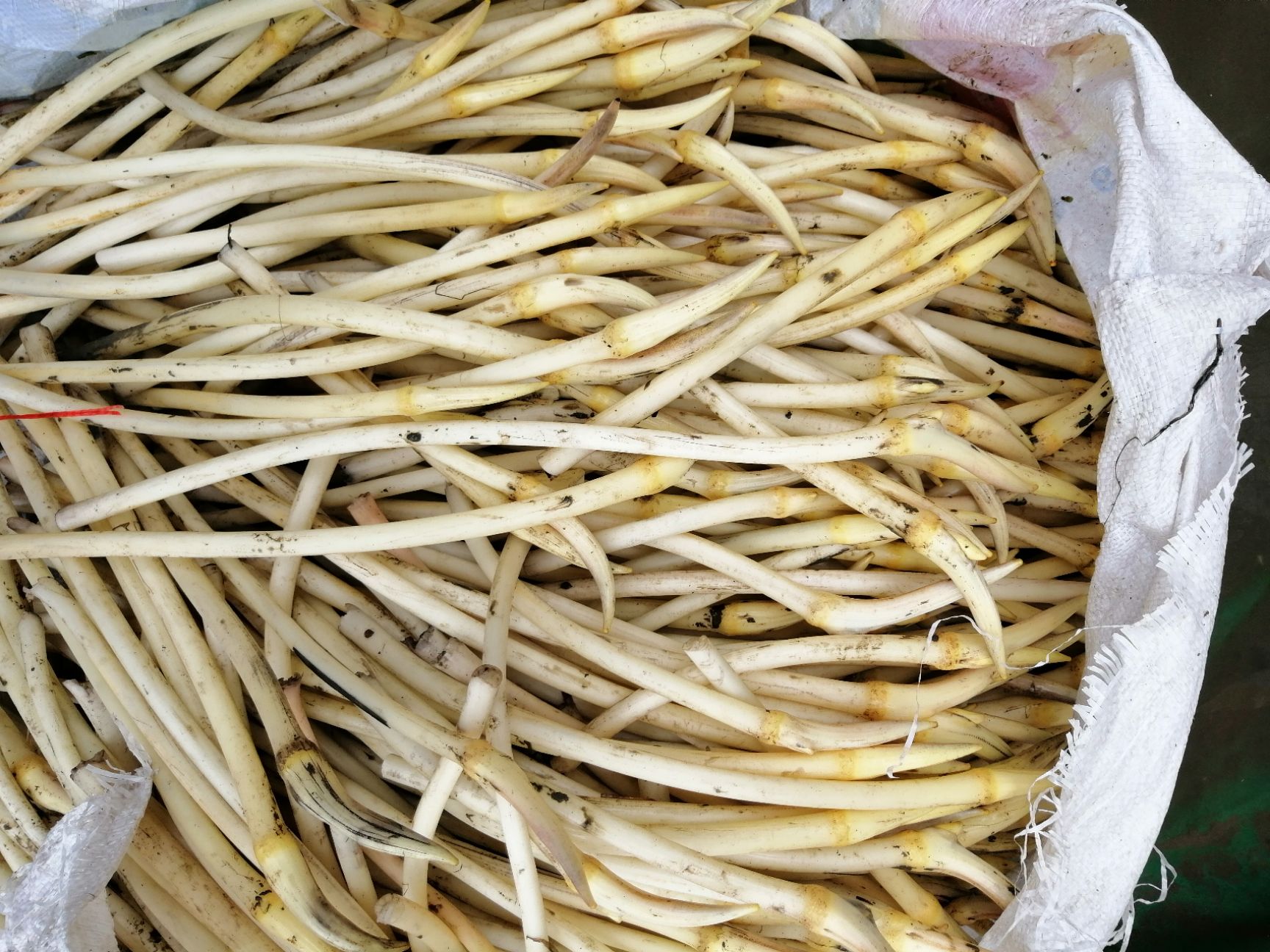 纯笔尖藕带