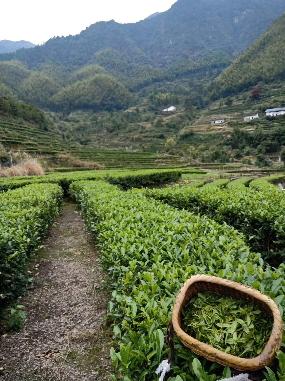 江西吉安遂川县高山野生茶 江西高山茶自产自销,质量保证,价格实惠