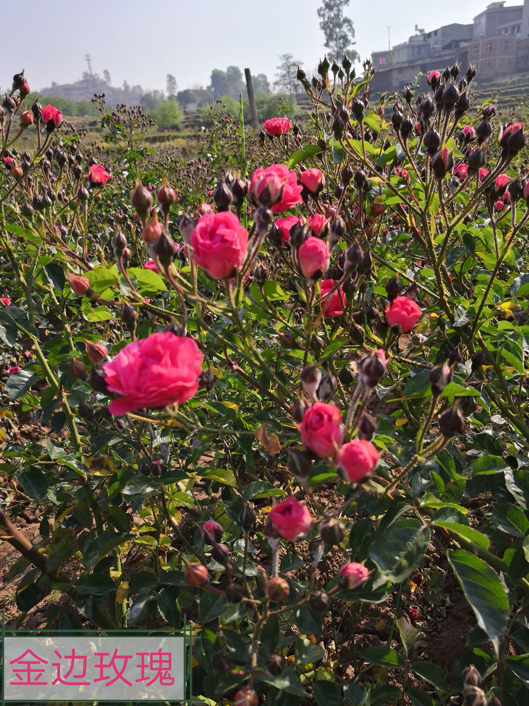 食用玫瑰花苗 金边玫瑰15-25公扦插小苗,清香型玫瑰多季花