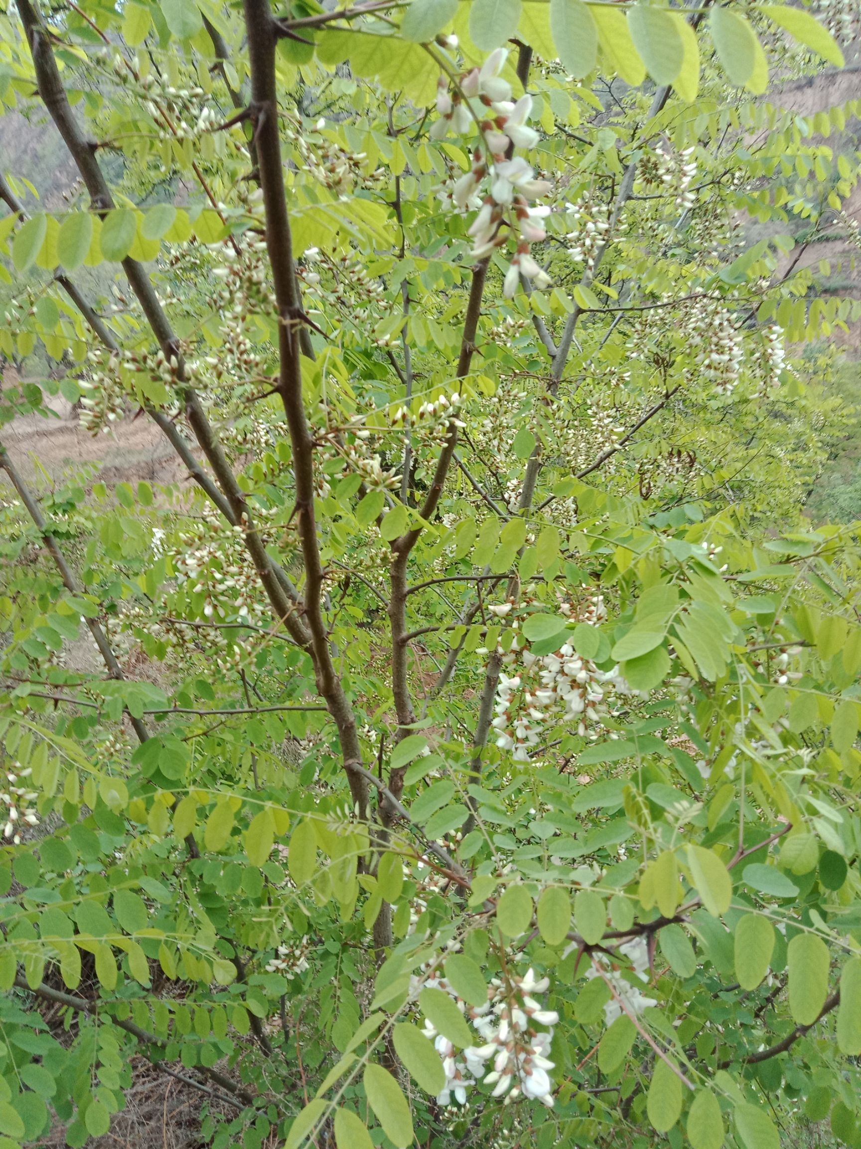 生槐花!甘肃特产