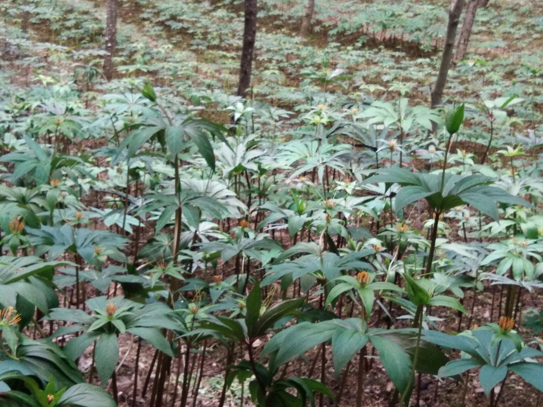 华重楼  重楼 七叶一枝花  灯台七 四到六年生鲜货统货种茎