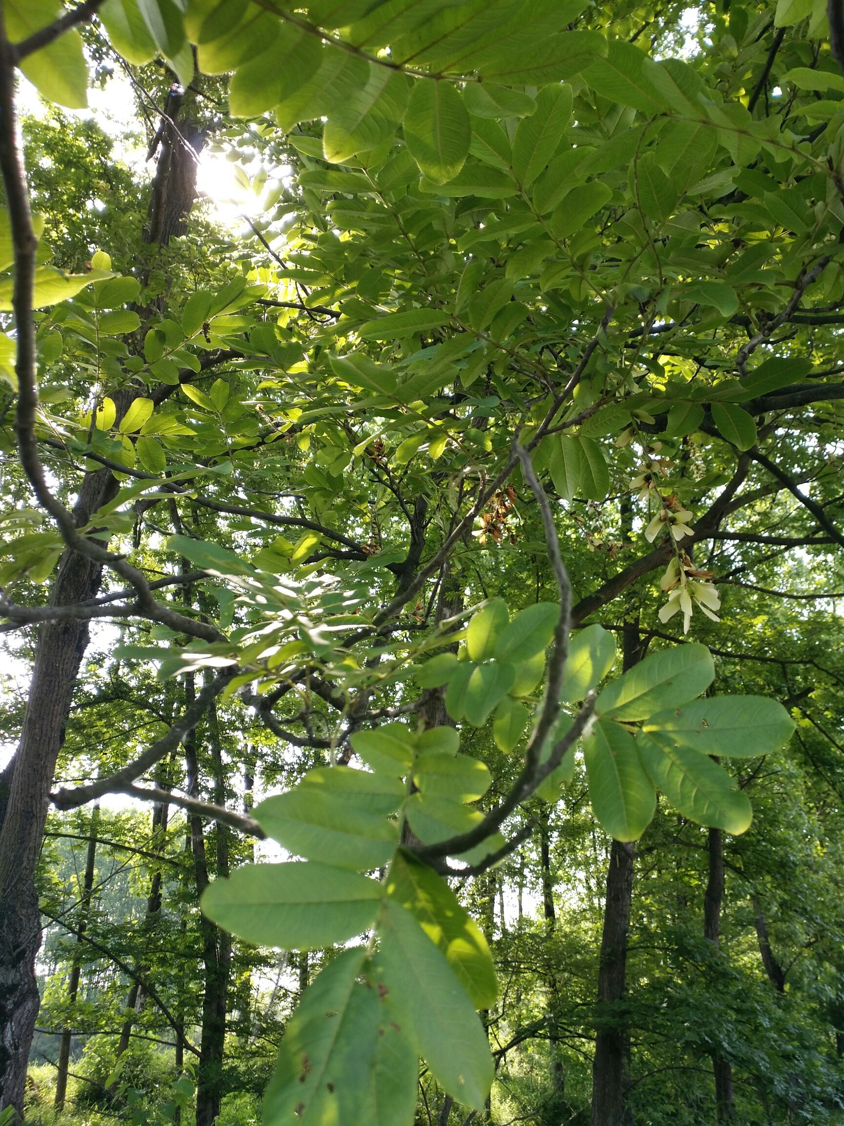 枫杨树