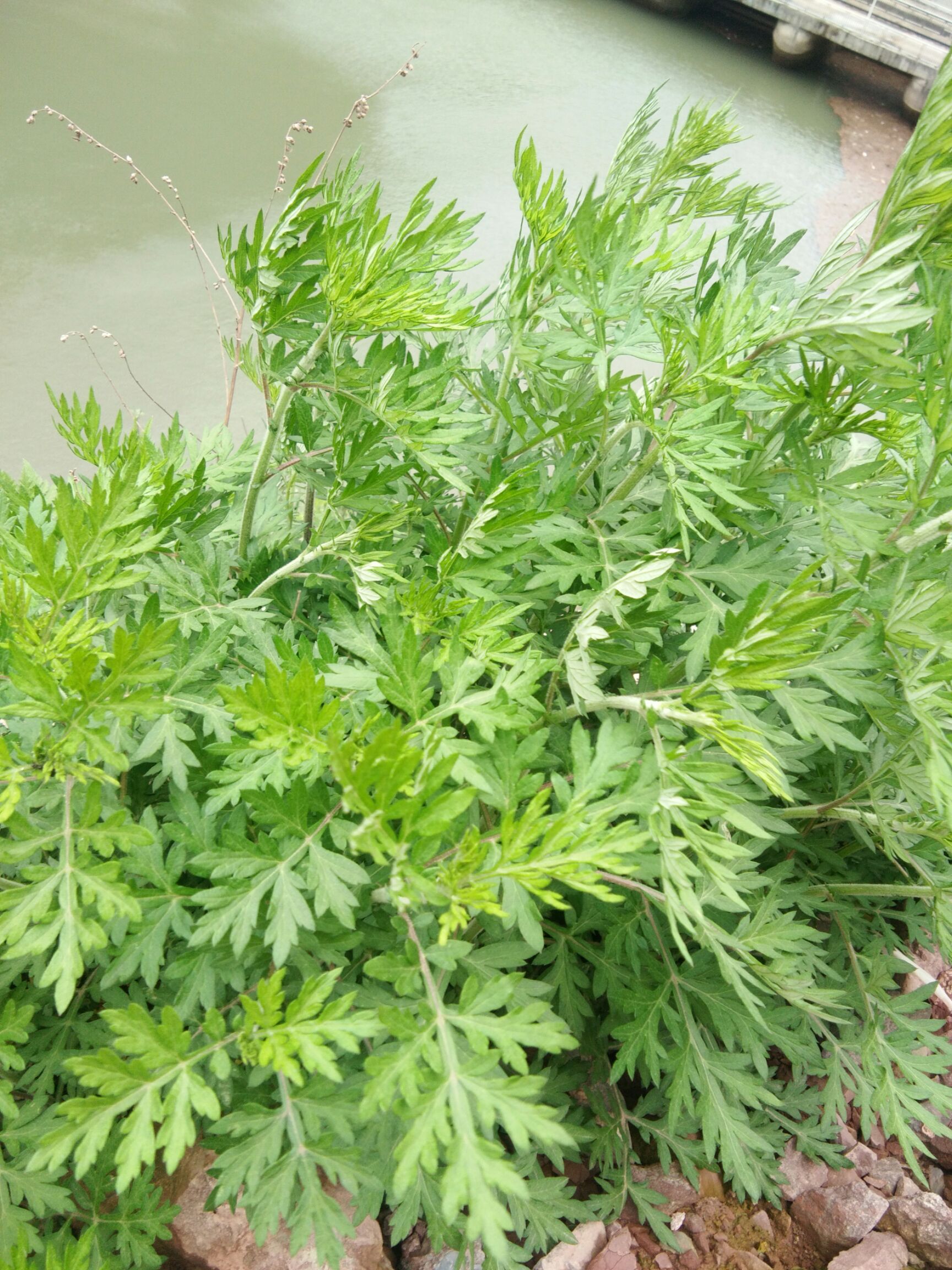 艾草苗 艾草