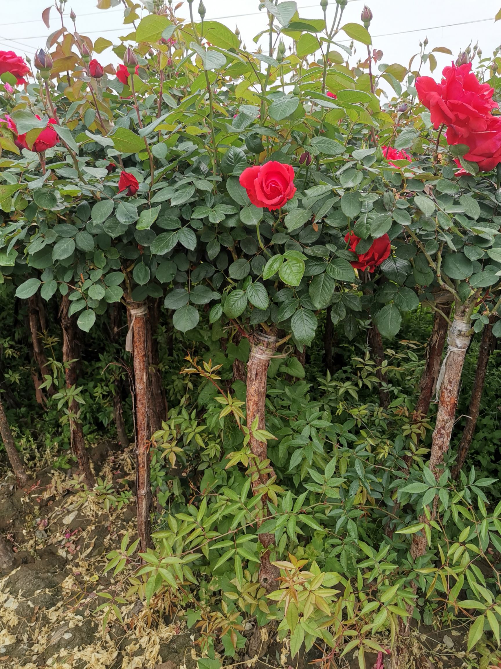 树状月季
