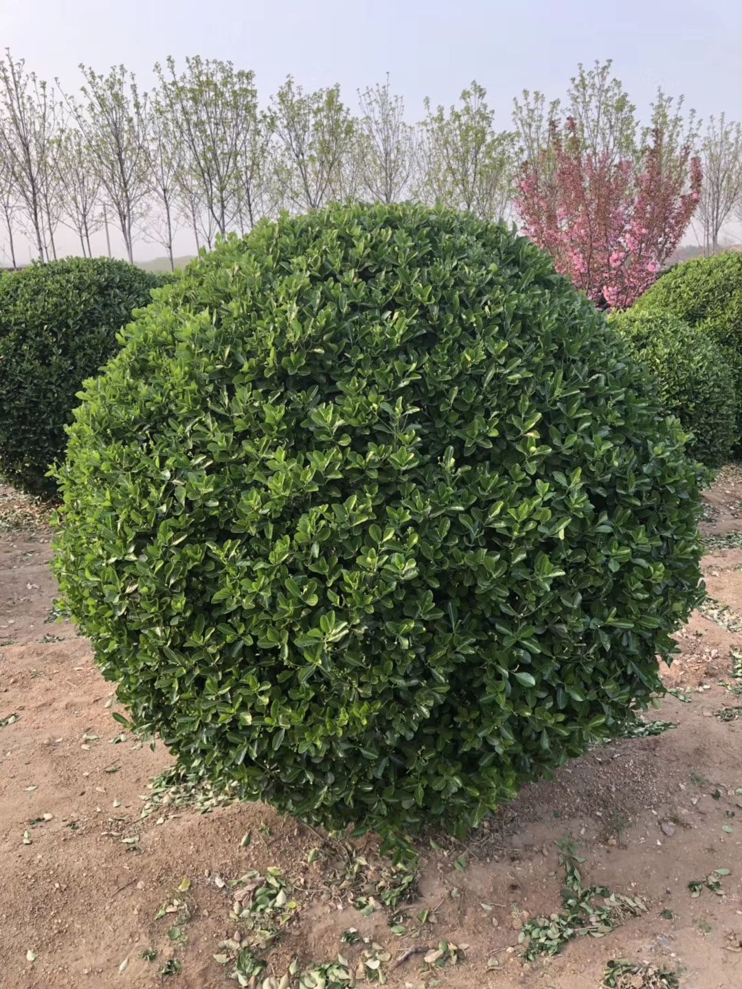 黄杨球 