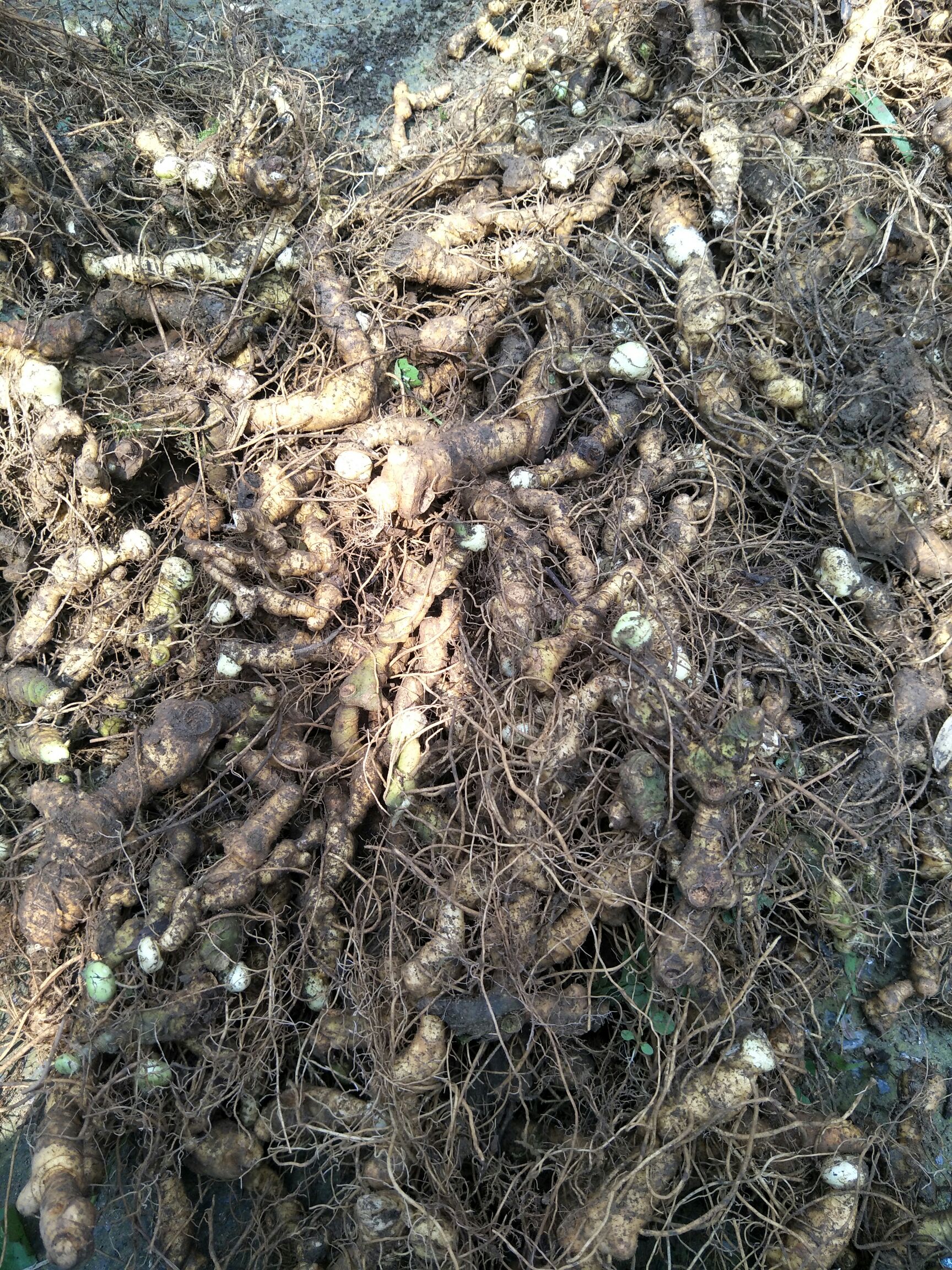 江西15 - 20公分东洋50大白菜批发采购_江西1