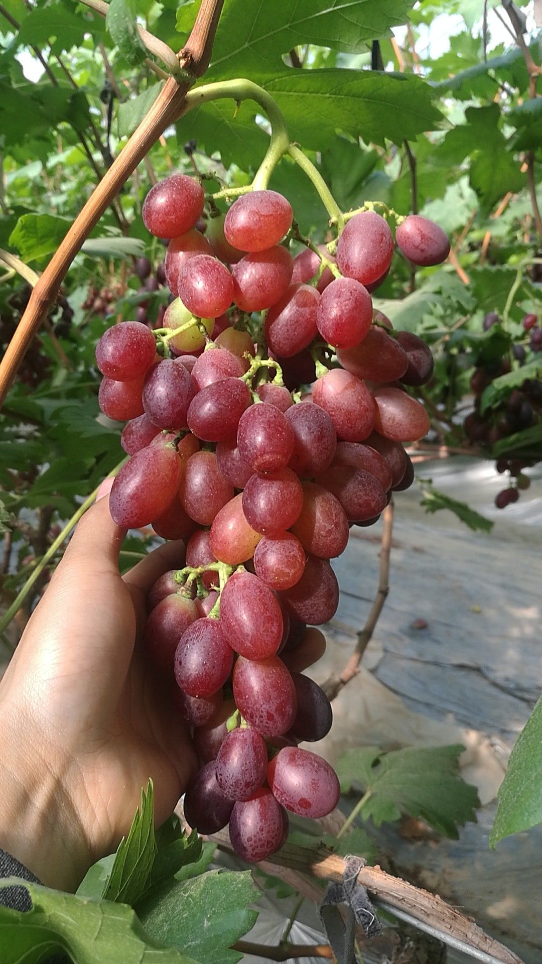 [红艳天批发] 红艳天品种葡萄价格18元/斤 - 惠农网