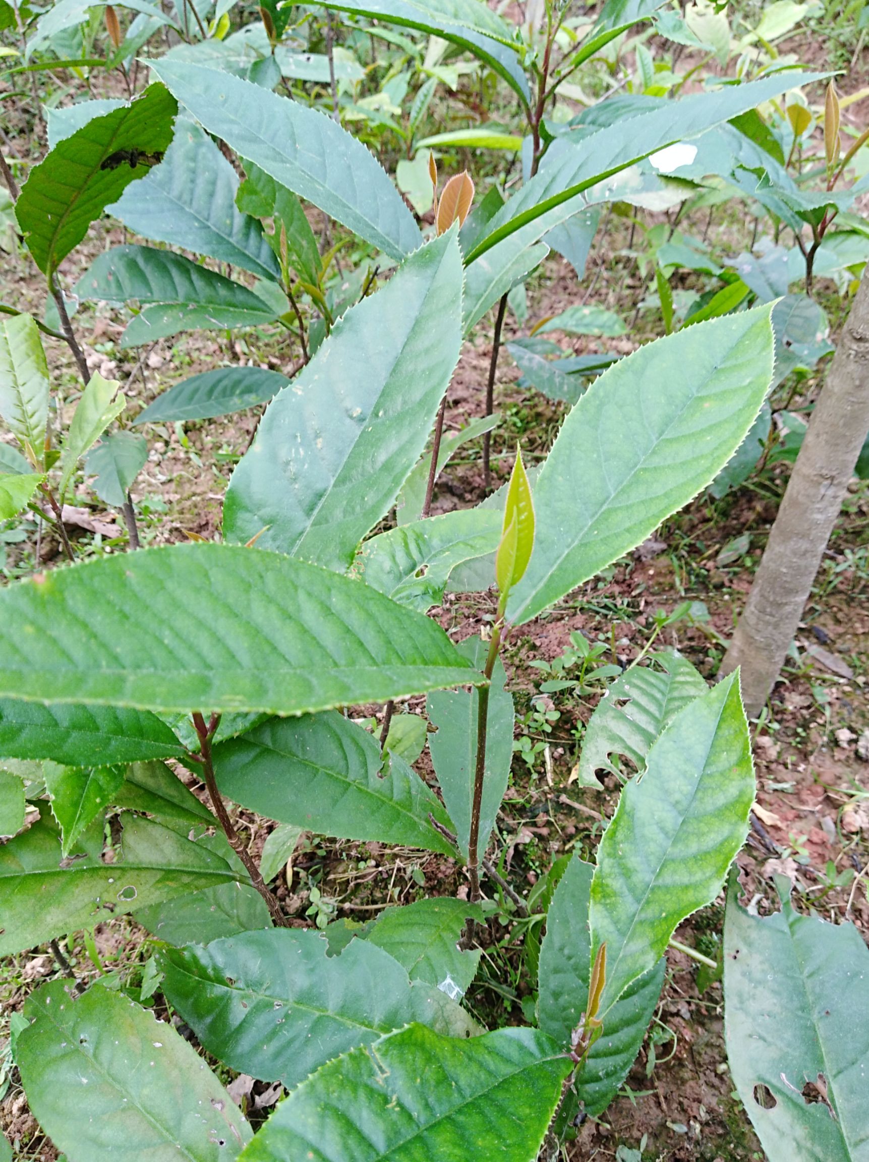 大茶根,猪人参种苗