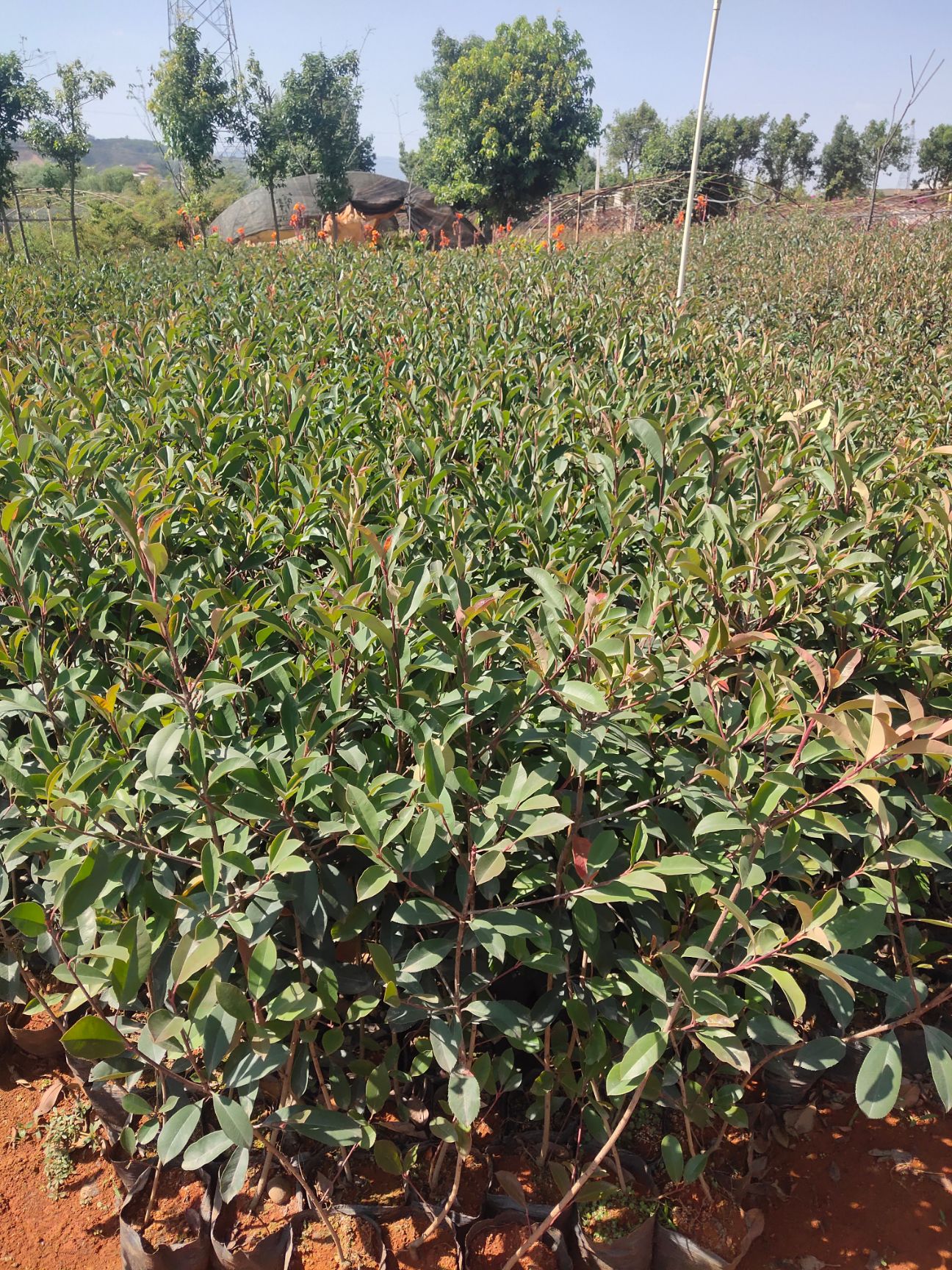 宜良县成芳苗圃合作社大量出售十八杯红叶石楠