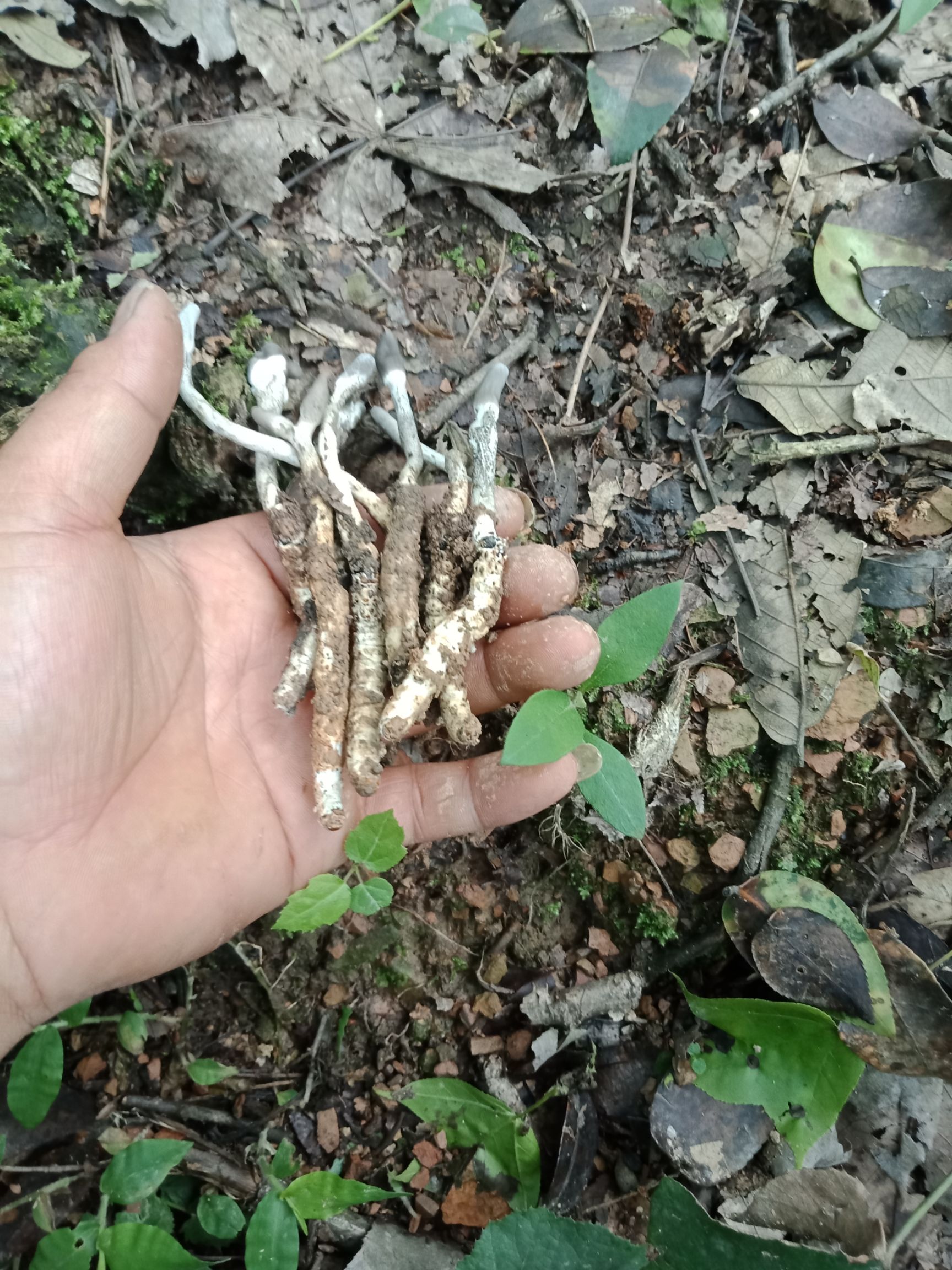 品种名:冬虫夏草          刚出的虫草,产地一手货源 可以