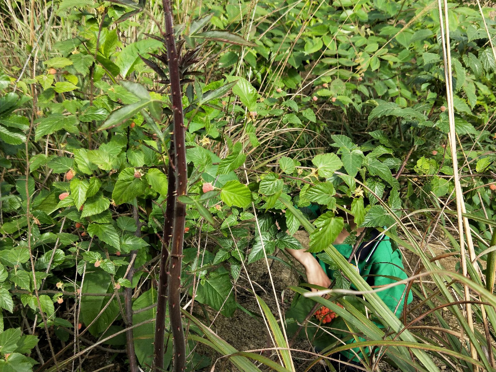 生水果刺莓