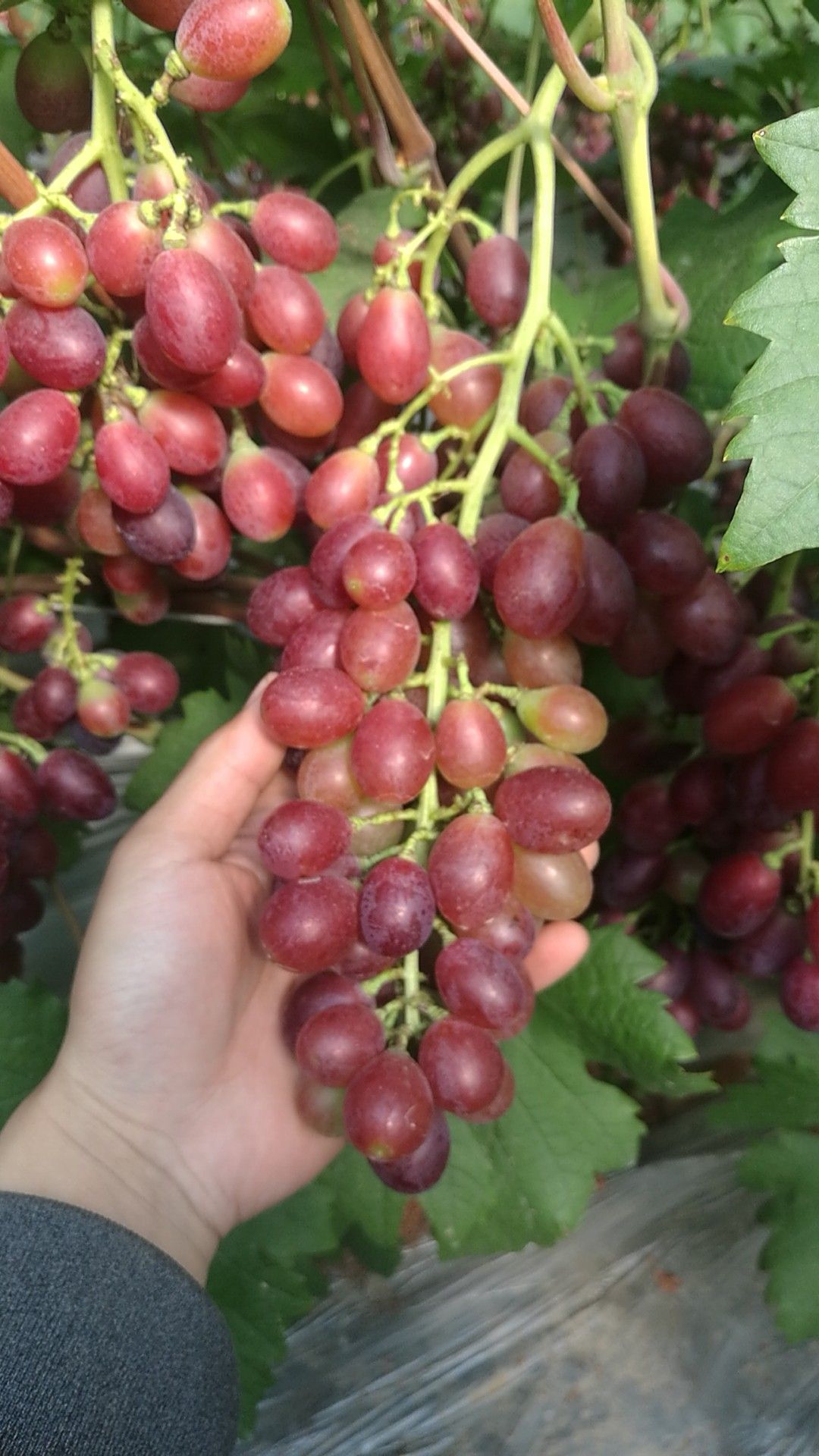 红艳天品种葡萄