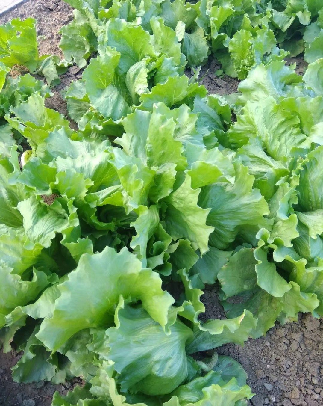 结球生菜种子玻璃脆