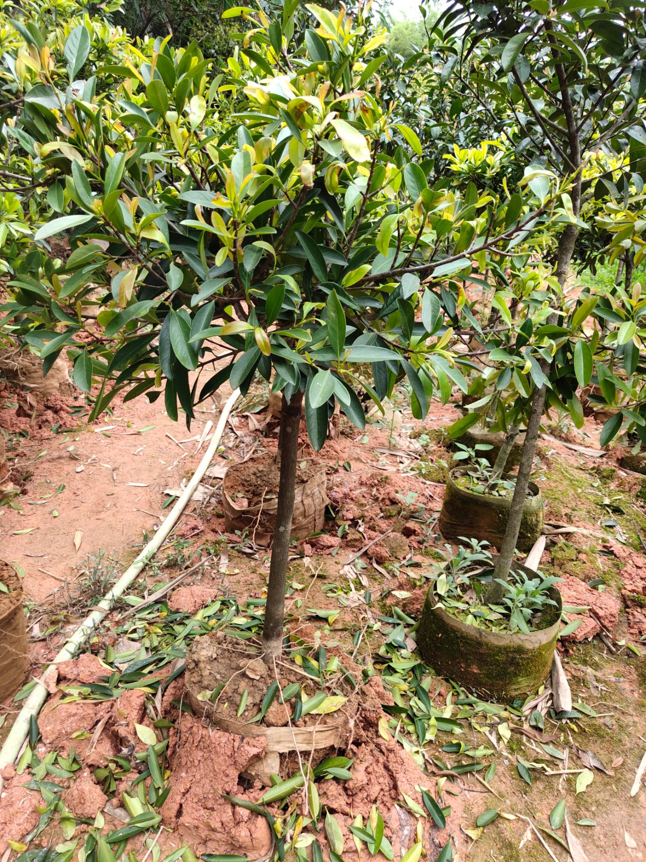 山竹树苗 岭南山竹嫁接树苗庭院种植