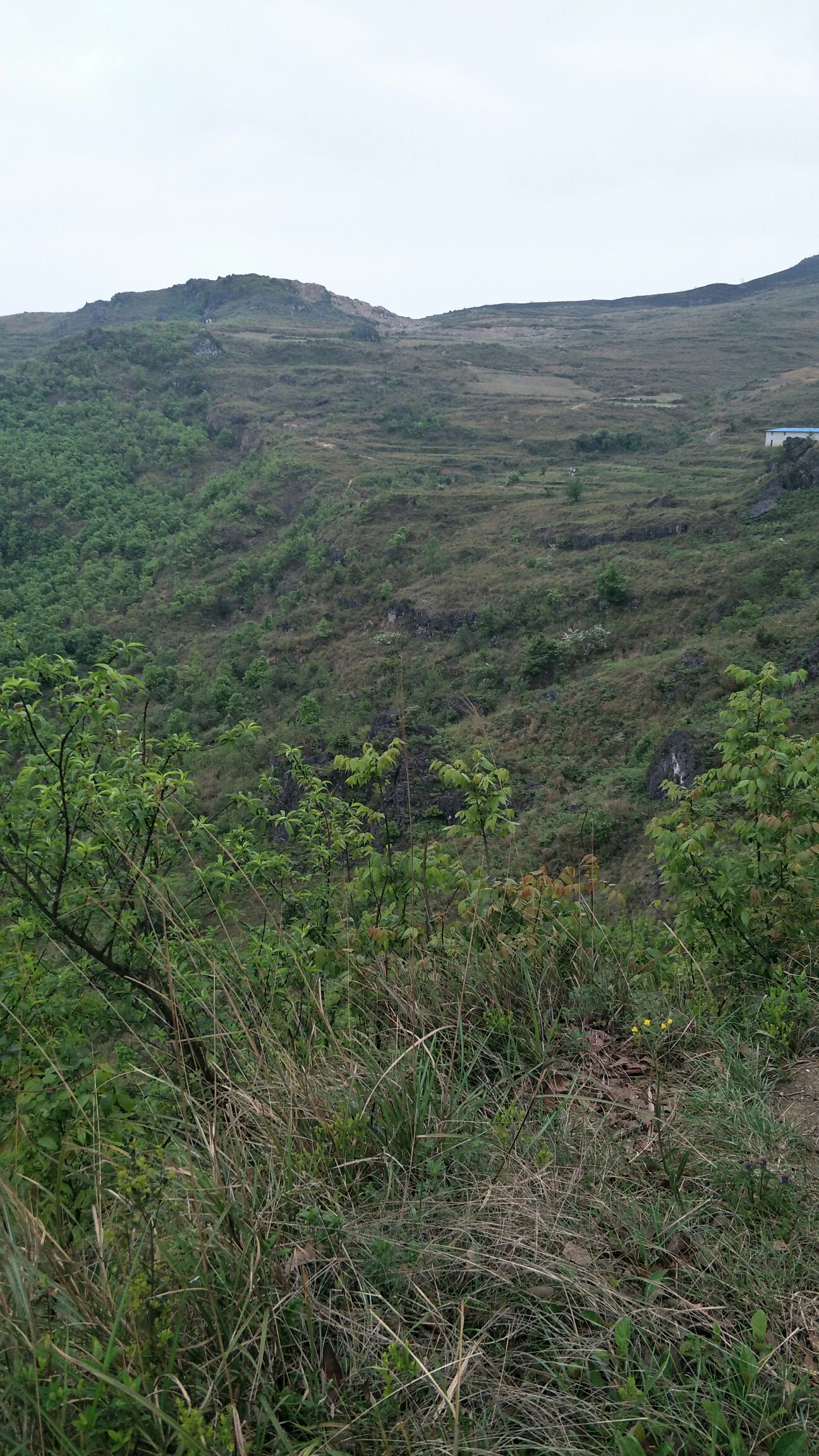 荒地 大量土地出租 荒山 山林出租 需要的请联系