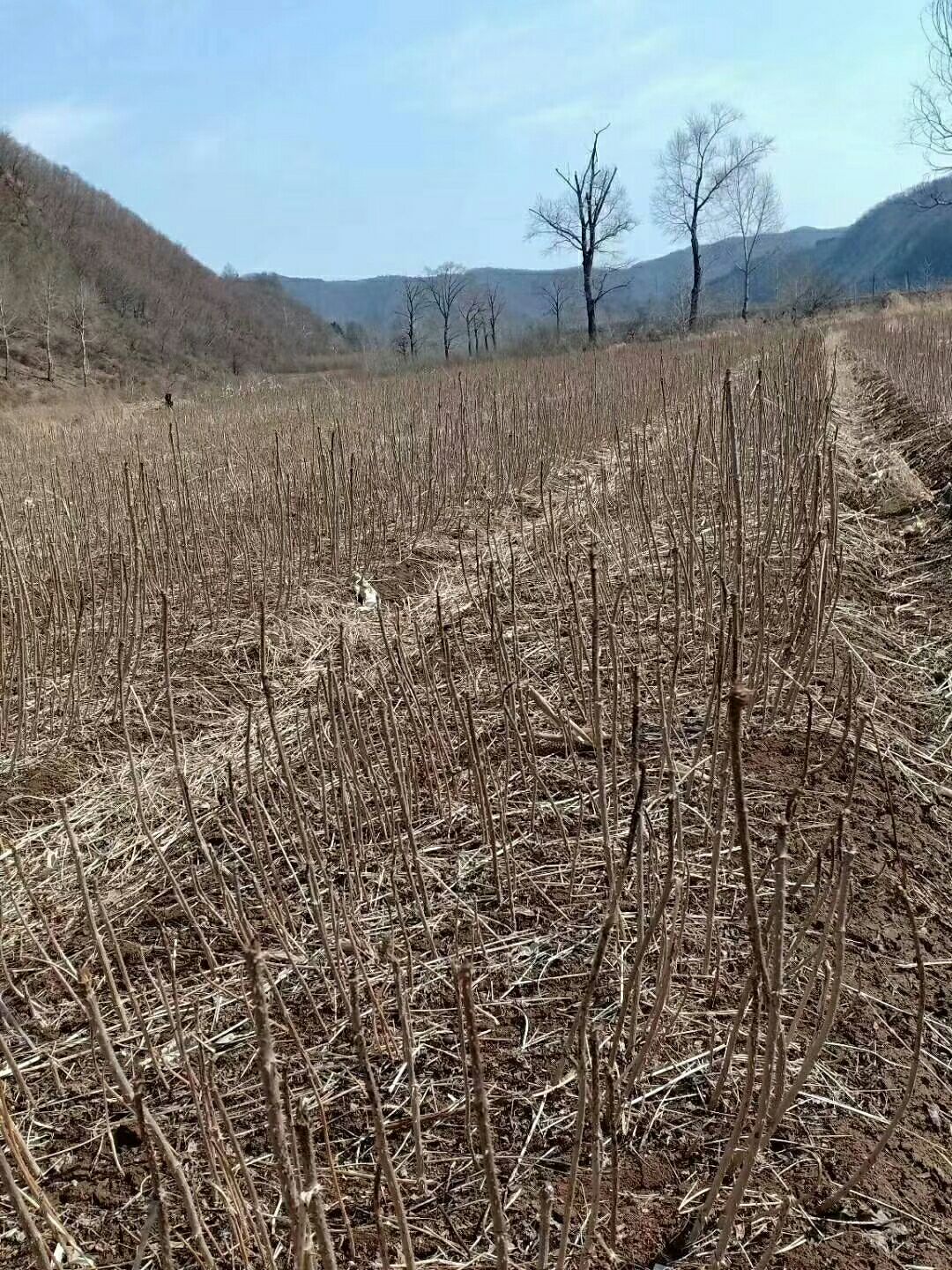 刺老芽 常年大量供应乌龙头树苗