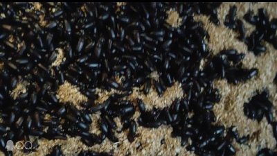 黄粉虫有卖-黄粉虫货源-黄粉虫影音/视频图片价格巧抖图片