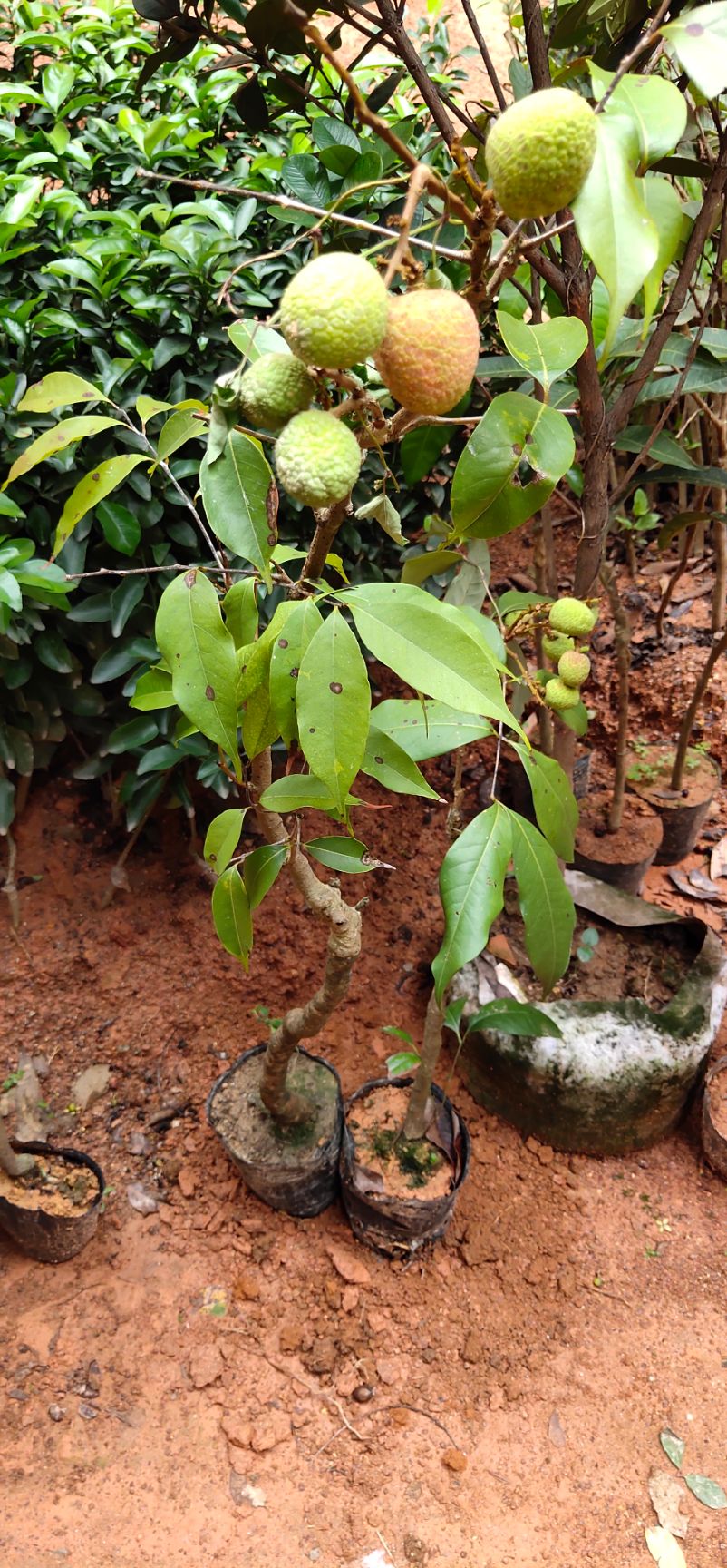 荔枝苗妃子笑荔枝树苗桂味荔枝树苗嫁接苗庭院果树苗包邮