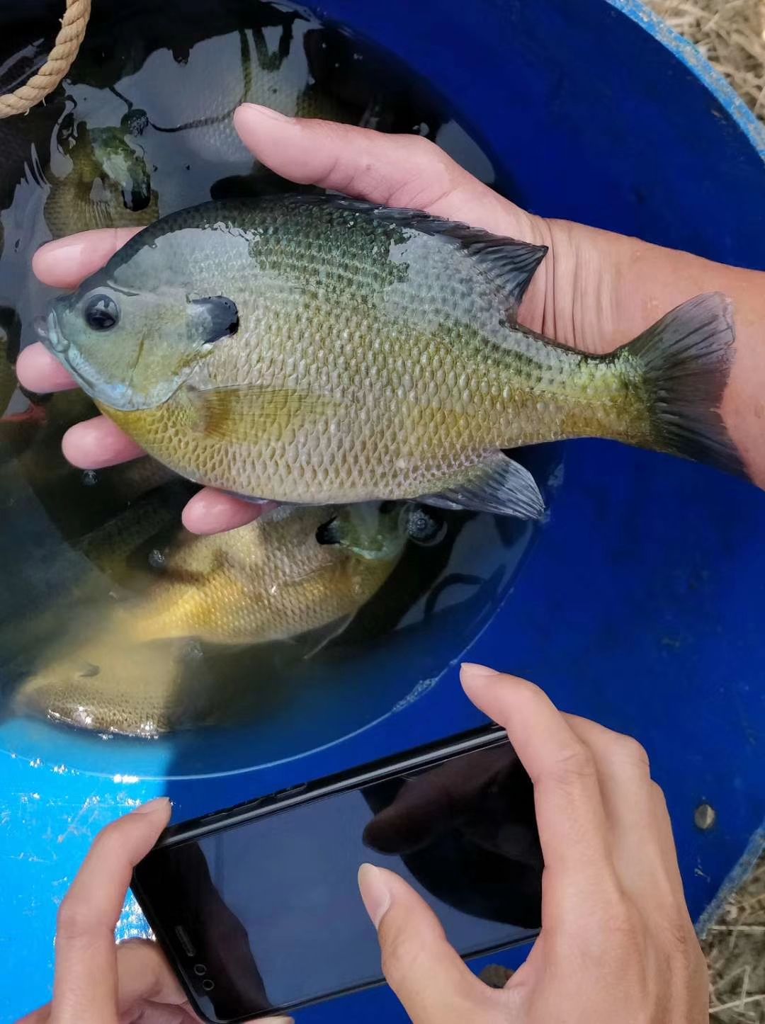 蓝鳃太阳鱼苗