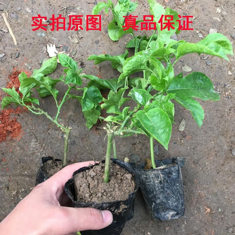 加拿大香蕉百香果苗甜蜜蜜红肉百香果树苗南方北方四季可种