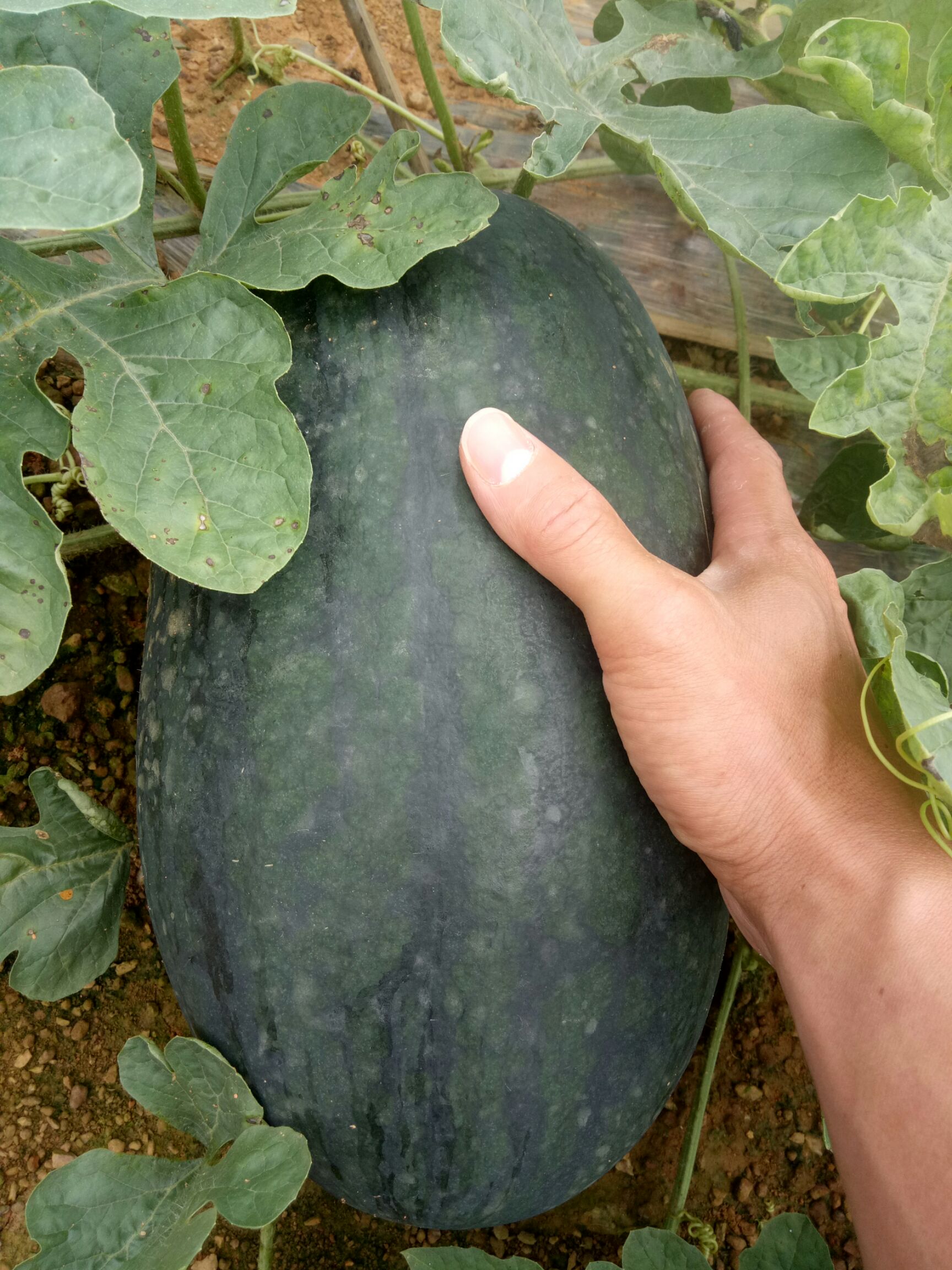 黑美人西瓜 黑美人大量上市