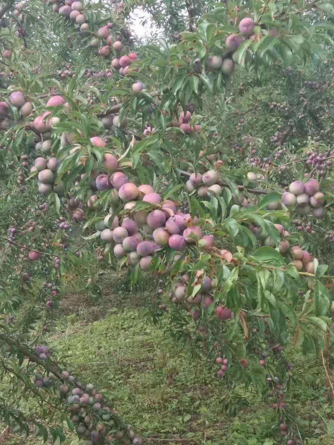 [三华李苗批发]三华李苗 三华李树苗 早熟迟熟三华李