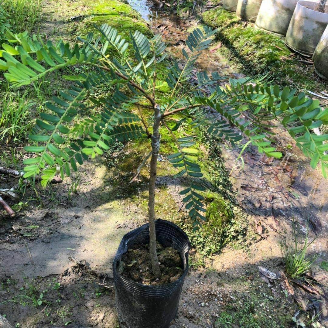 余甘果苗 南方种植水果树苗甜种牛甘油甘苗嫁接余甘苗带叶室外绿植