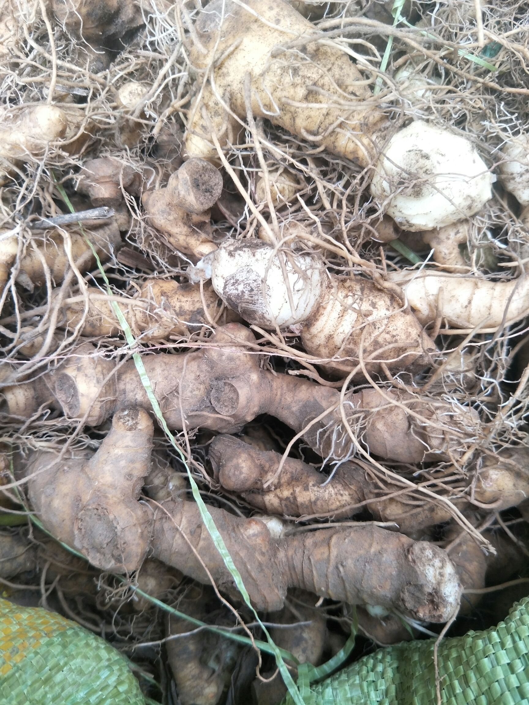 江西15 - 20公分东洋50大白菜批发采购_江西1