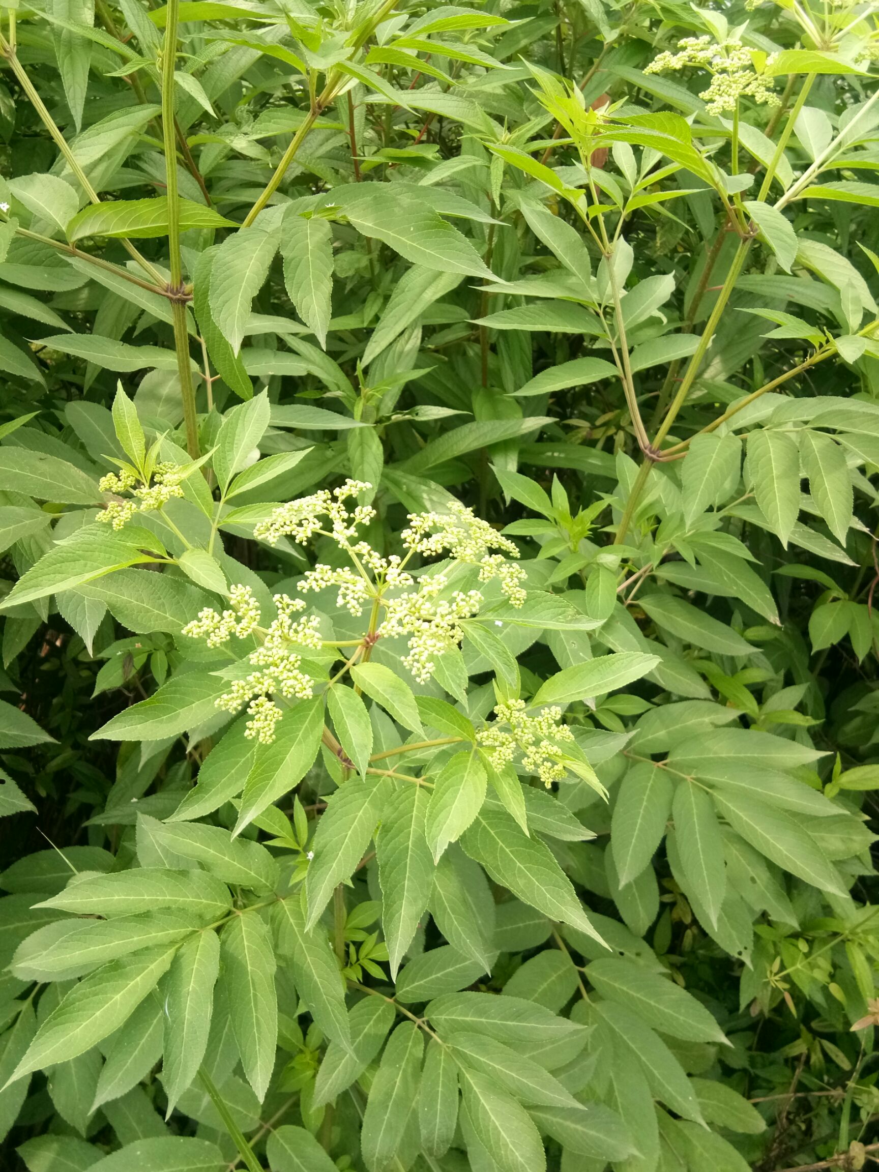 新鲜现割野生接骨草陆英排风藤八棱麻丹草药枝叶根全草发货