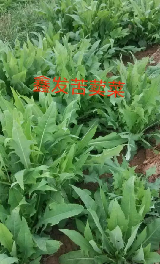 高产牧草苦荬菜鹅菜种子