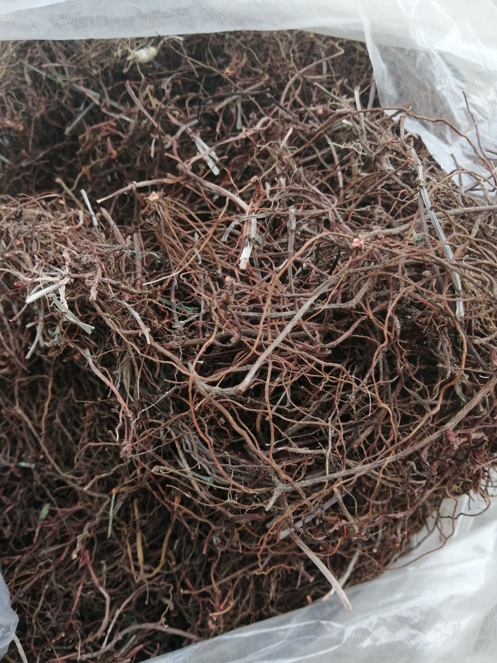 河南洛阳伊川县 野生茜草