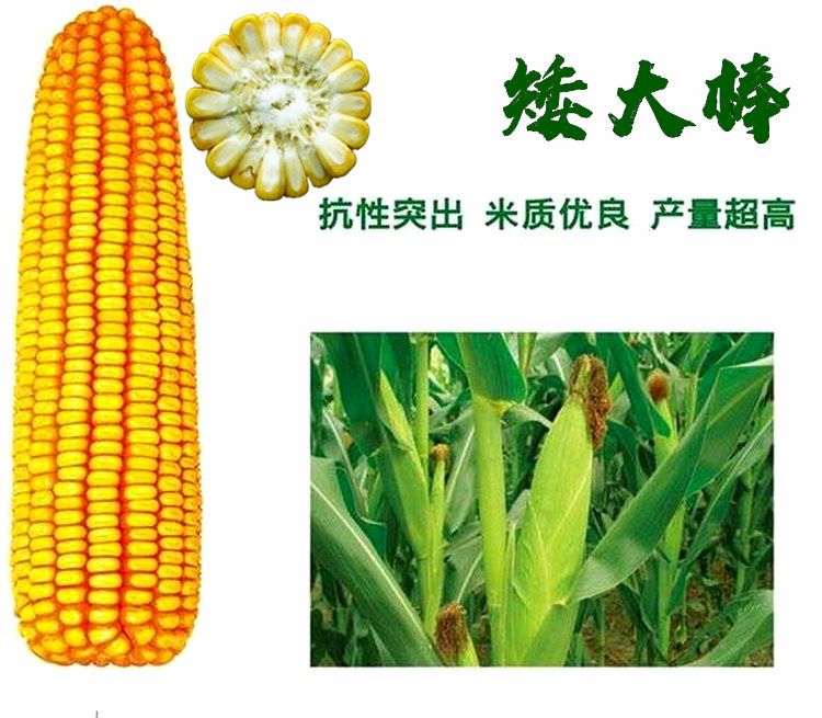矮杆大棒高产玉米种子抗倒品种