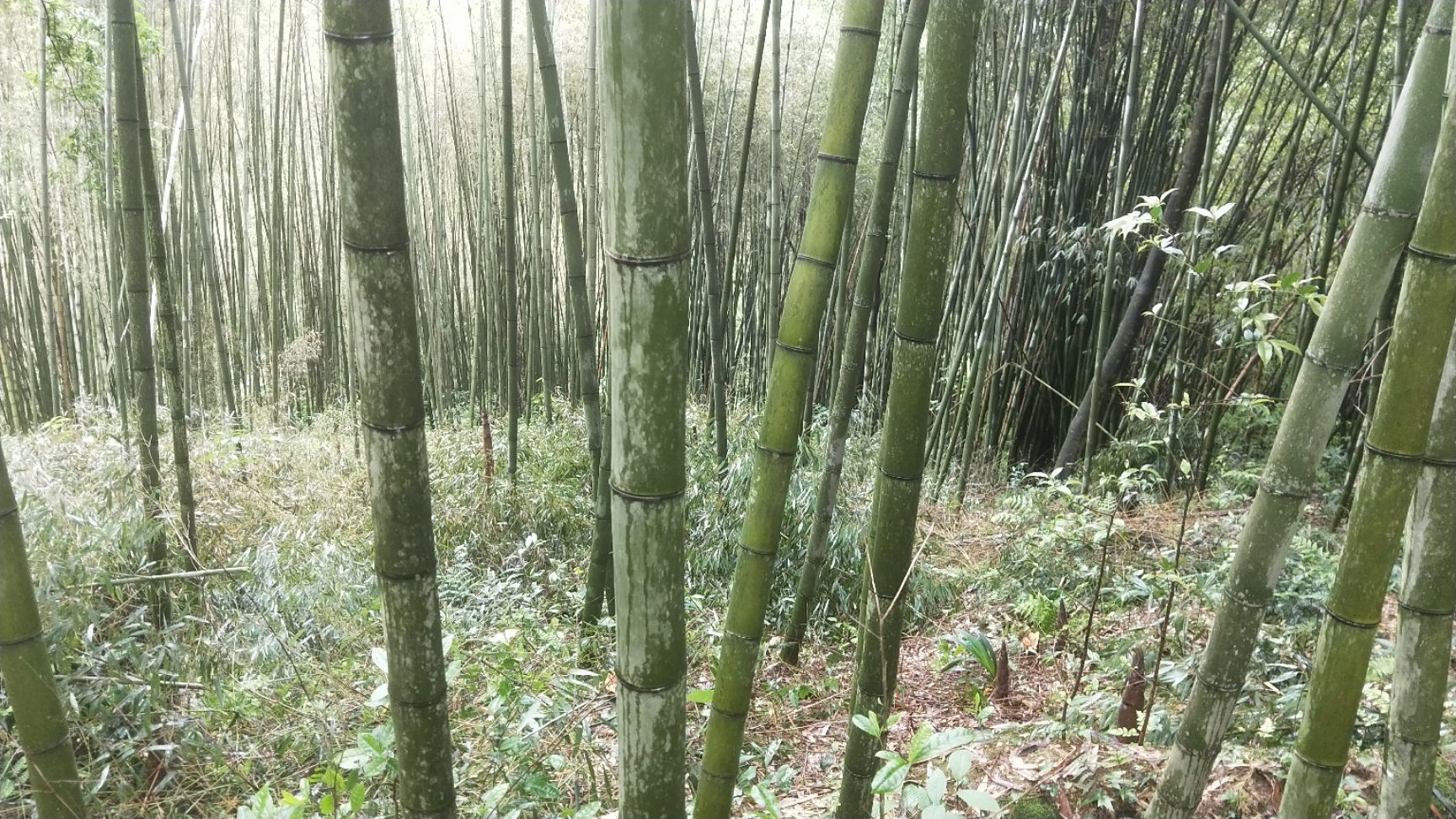 四川雅安雨城区 各种规格的金竹长度1_10米,尾径3到10公分