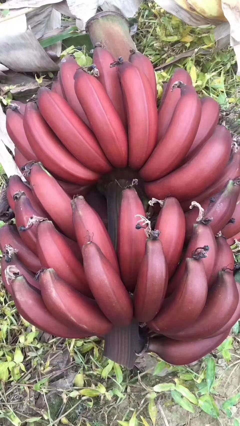 红蕉苗 红香蕉是一款热带水果果皮红吸引人果肉蜜甜