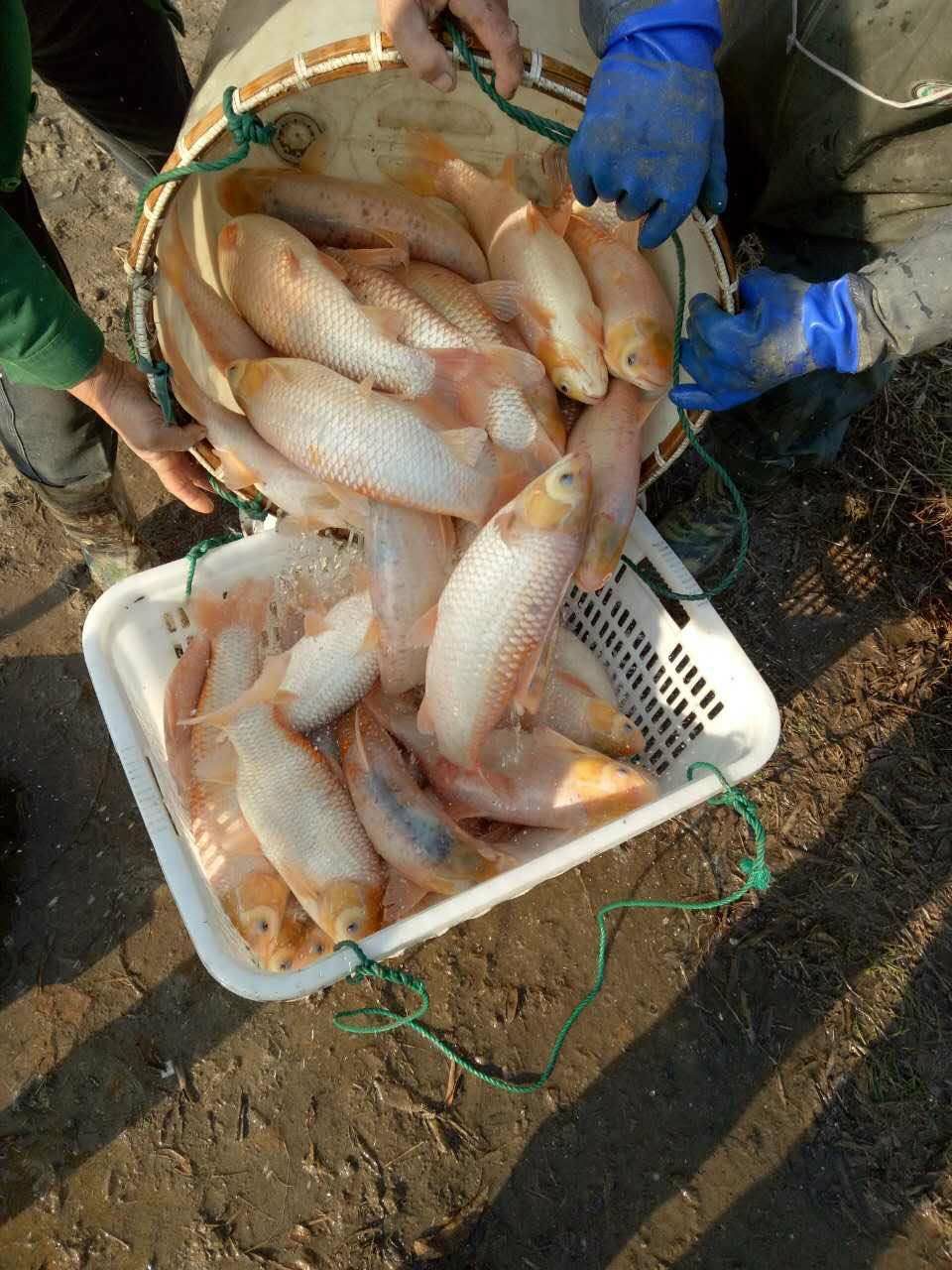 金草鱼苗 金草鱼