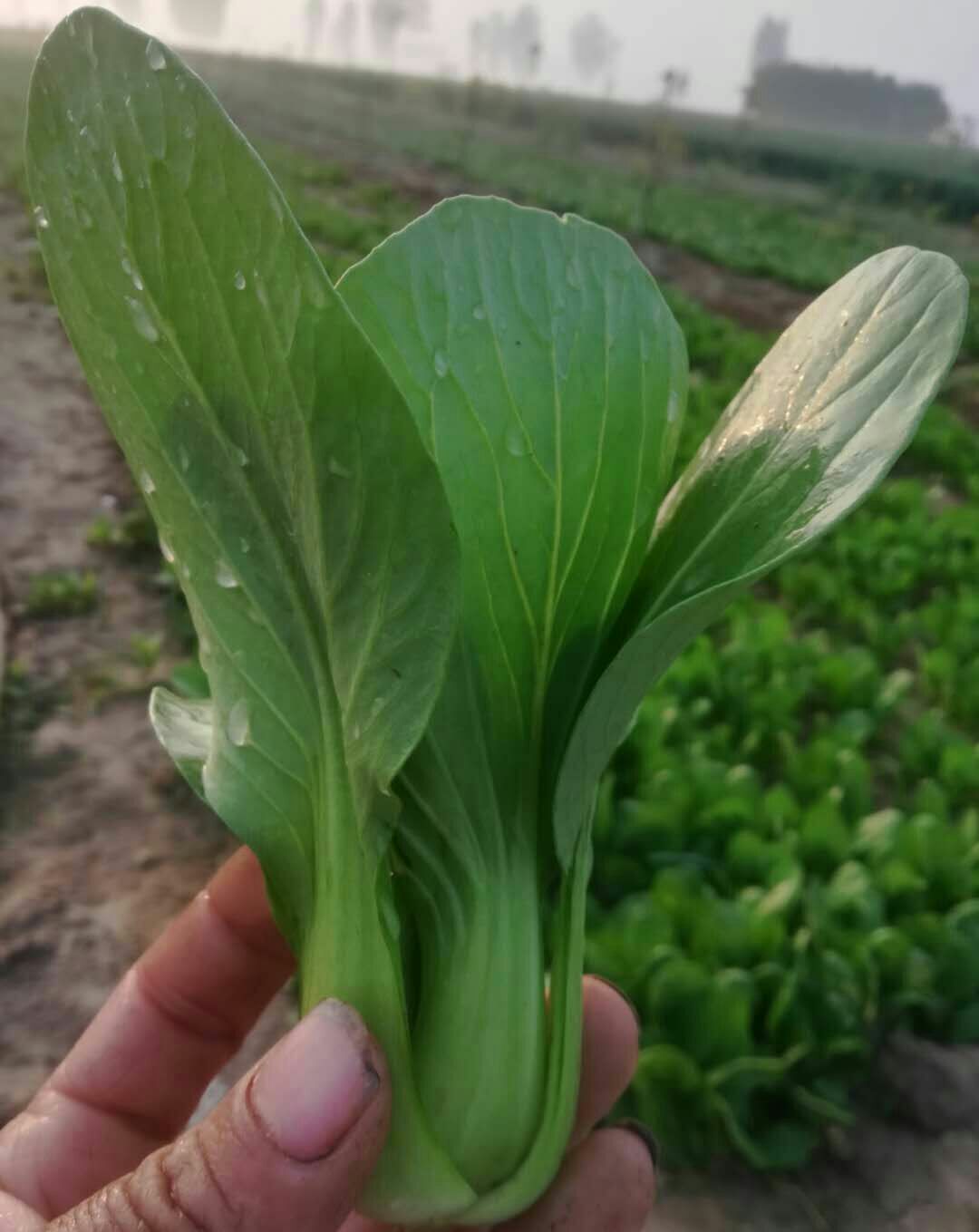 上海青小油菜精品上海青小油菜装筐装泡沫箱加冰大中小颗青帮