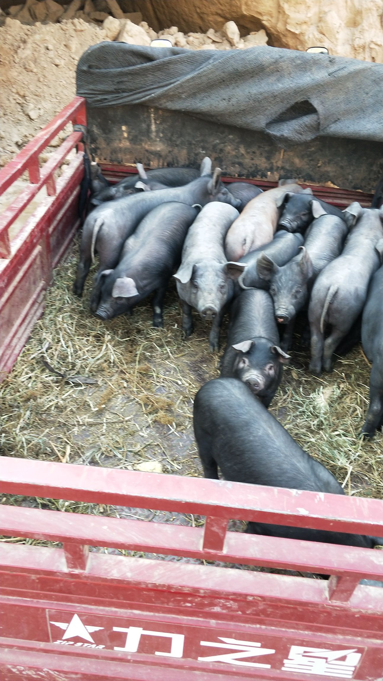 北京黑猪肉细嫩鲜美散养农村猪