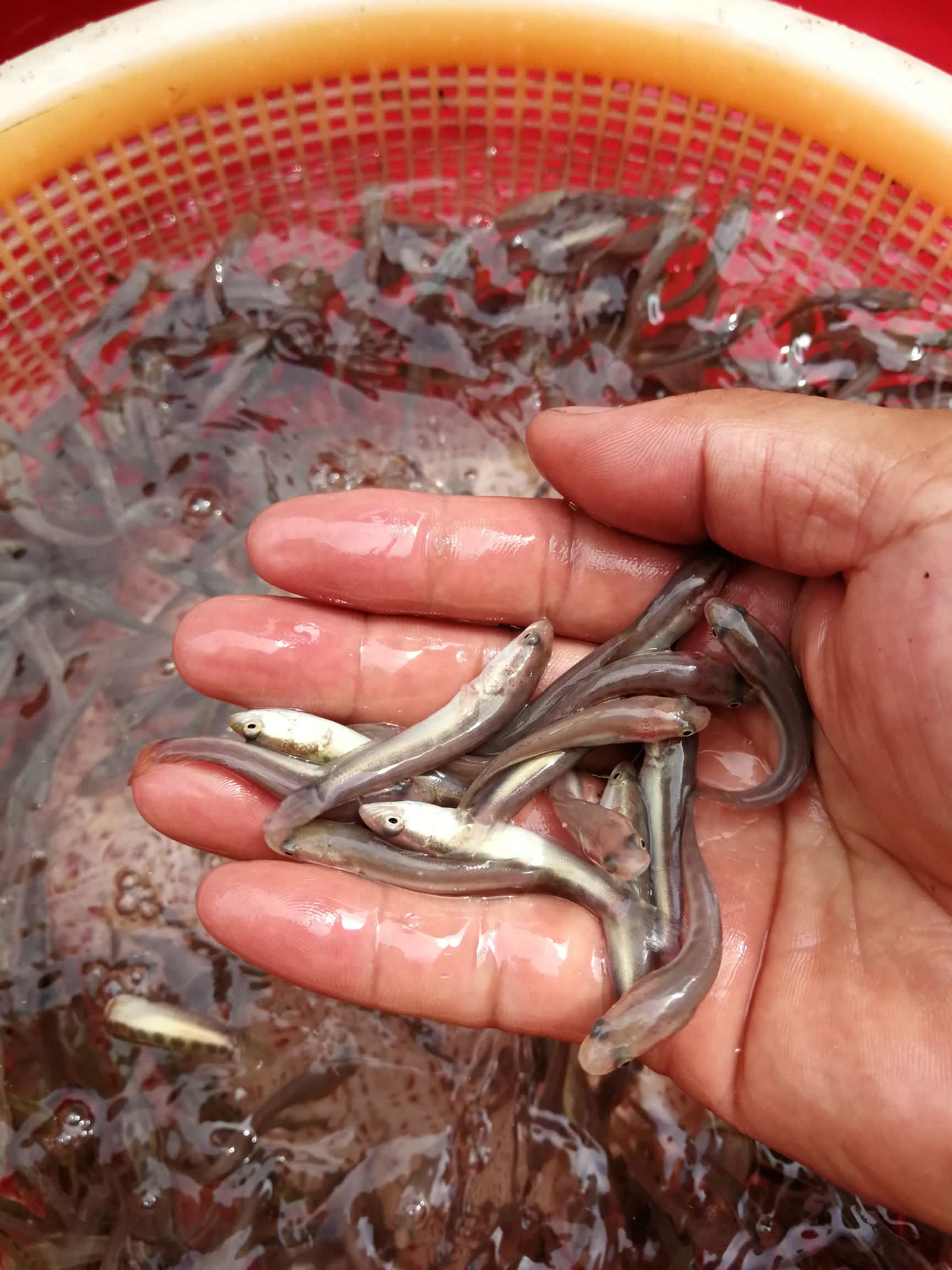 黑鱼苗 生鱼,黑鱼,苗