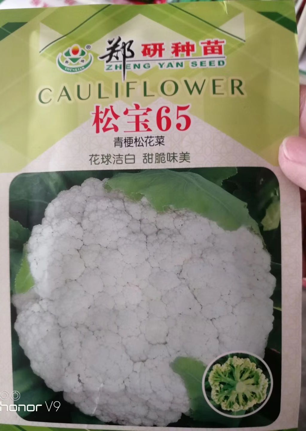 松花菜种子 松宝65花菜种子 青梗花菜种子 花球洁白