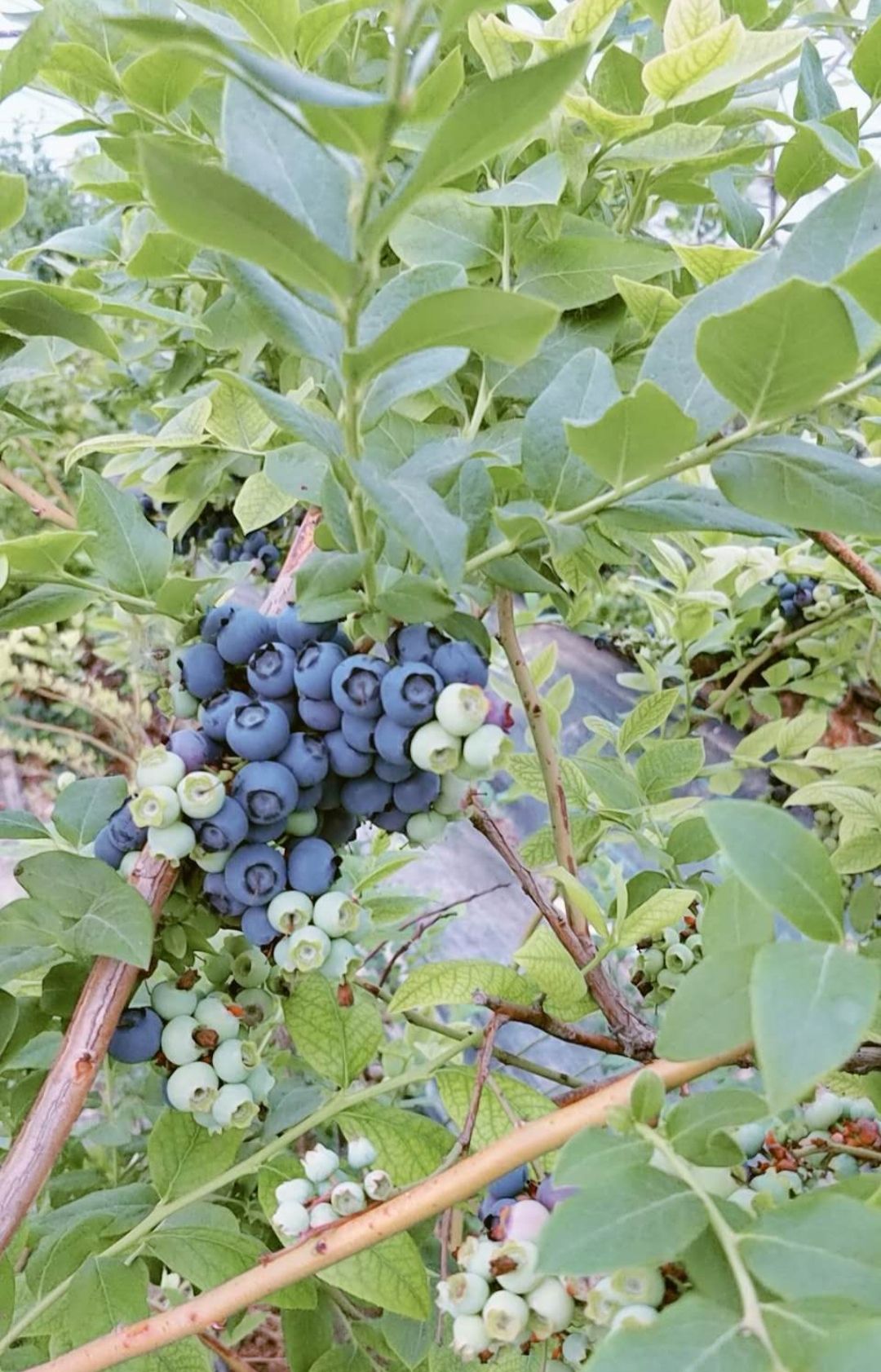 蓝丰蓝莓 2 - 4mm以上 鲜果