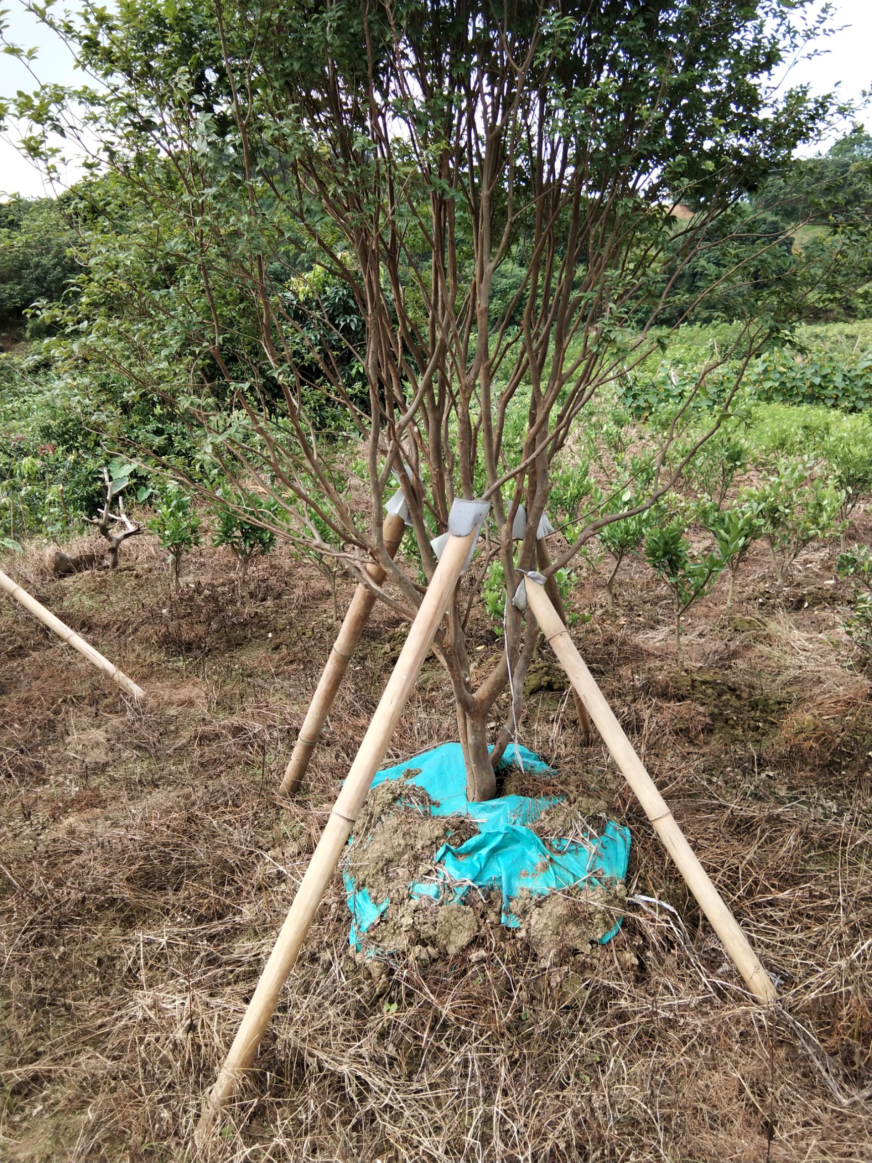 嘉宝果树苗树葡萄苗四季嘉宝果早生嘉宝果可盆栽地栽庭院种植包邮