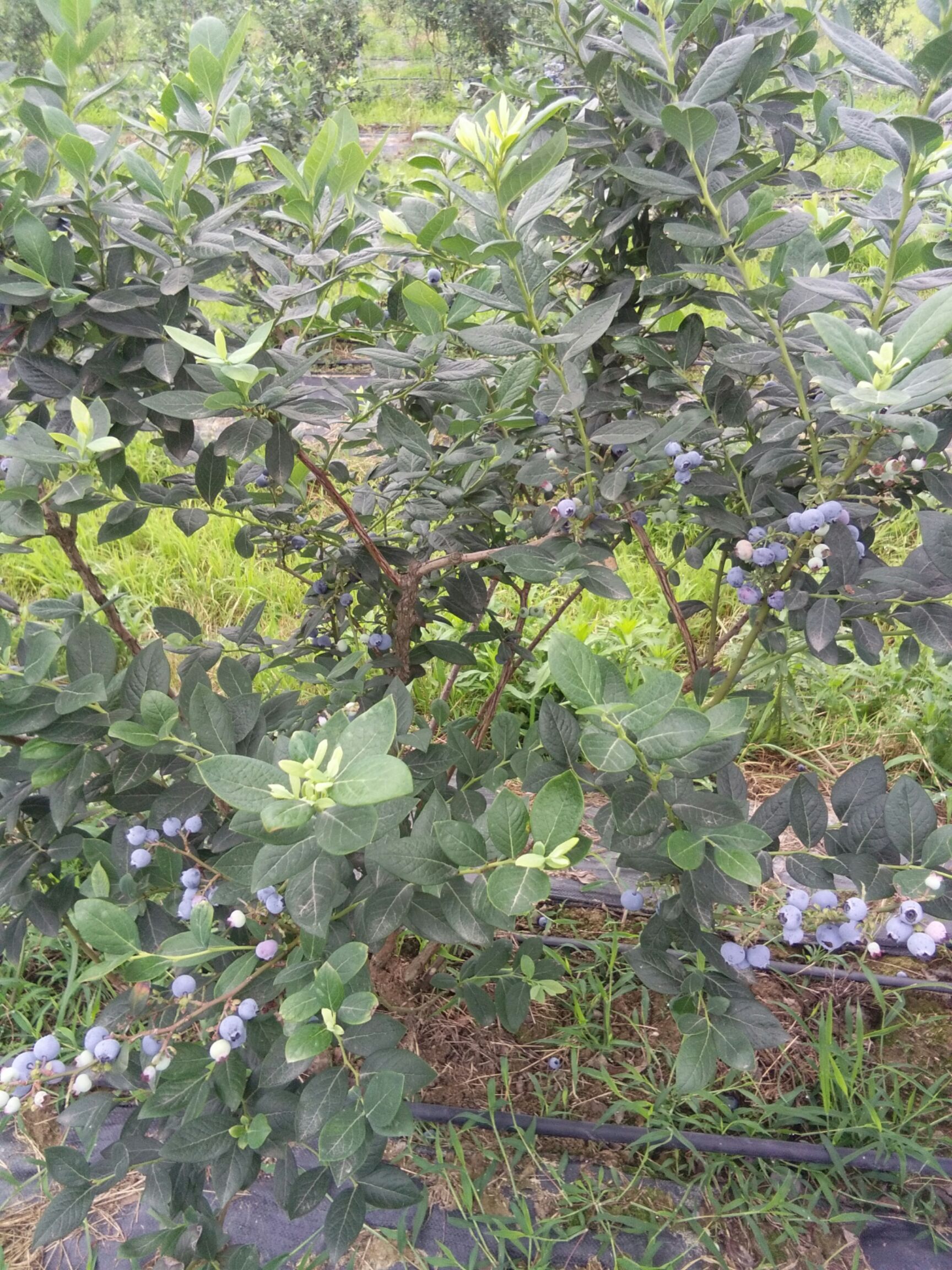 奥尼尔蓝莓鲜果5月底正式开售,第一年挂果,量少而精,口感甜