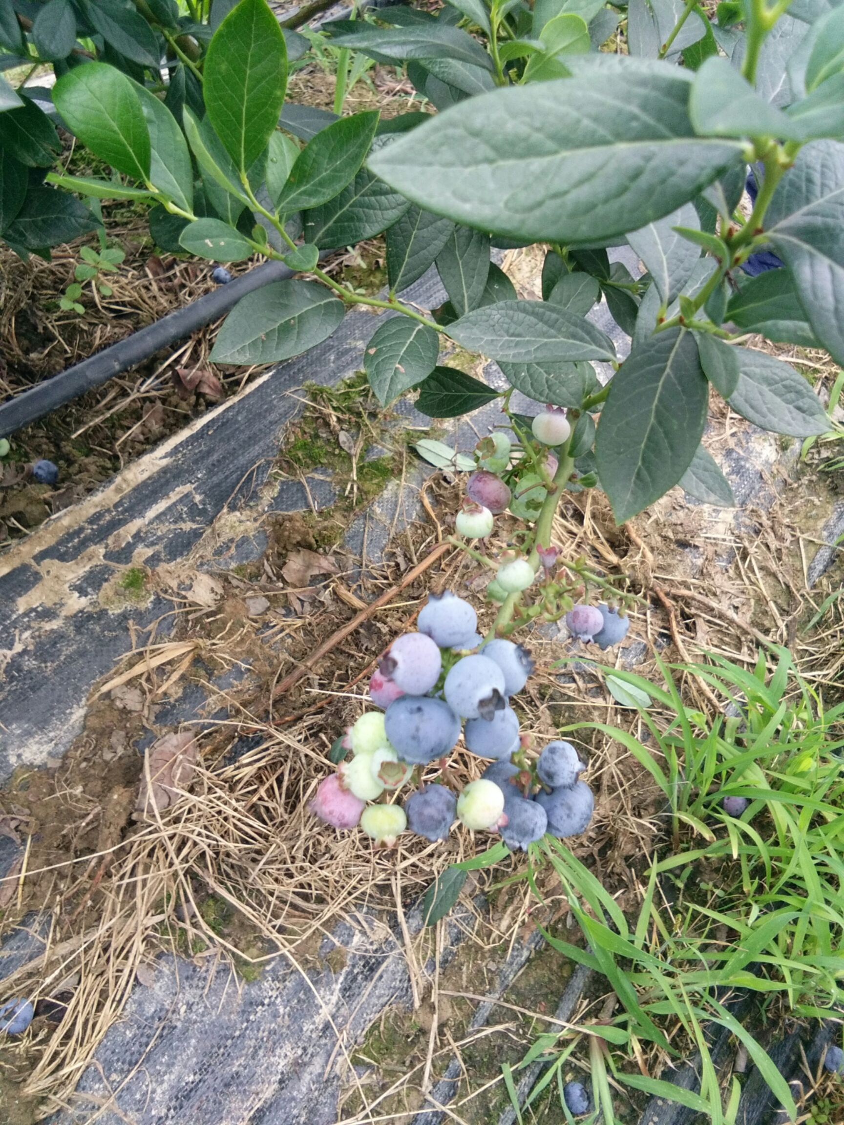 奥尼尔蓝莓鲜果5月底正式开售,第一年挂果,量少而精,口感甜