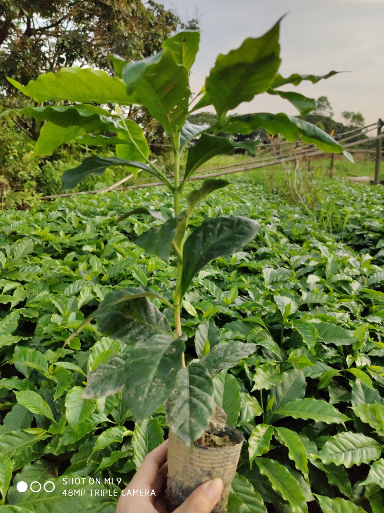 咖啡种子 盘景/亩种都可以的咖啡树苗