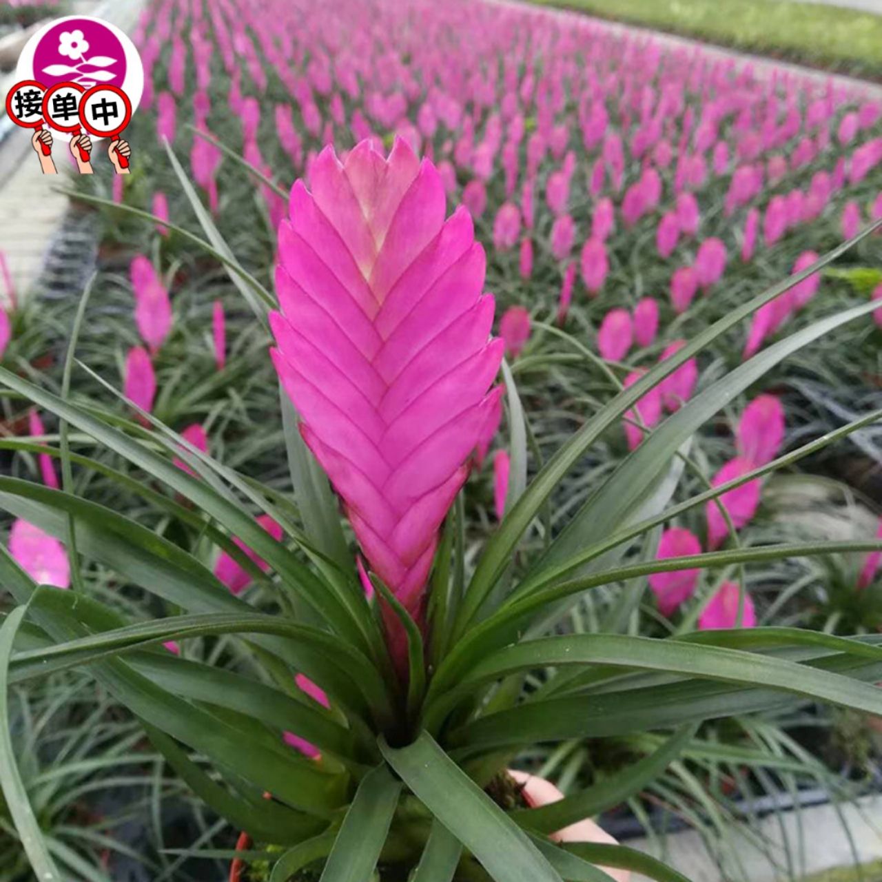 铁兰盆栽 凤梨铁兰