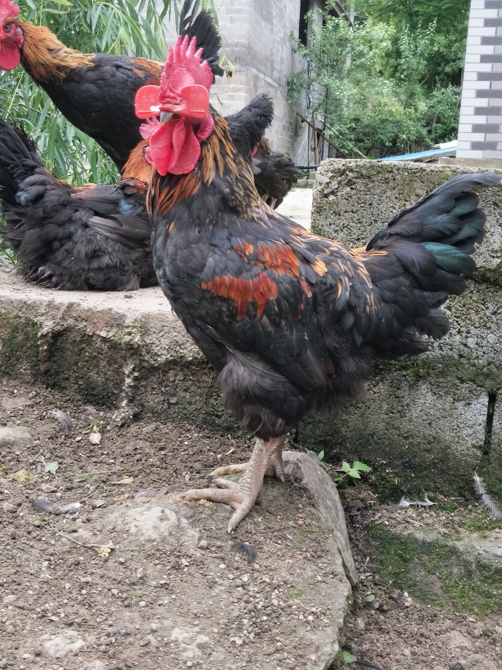 天露黑鸡毛鸡出售