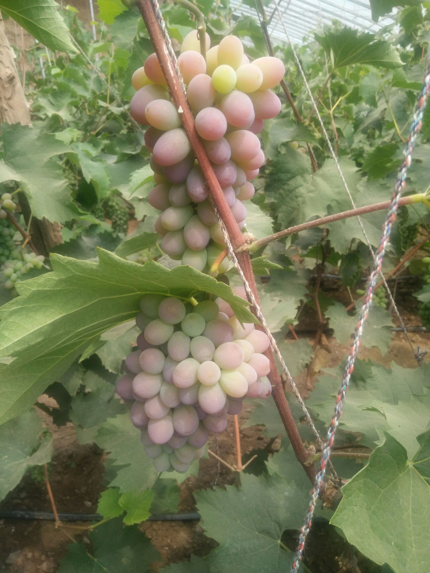 是否有周转库:无 储存方式:鲜果 商品详情 我有茉莉香葡萄1万斤,穗行