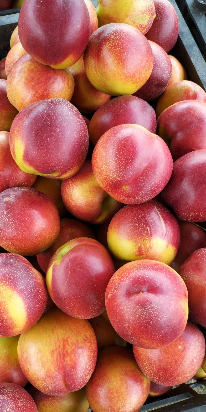 油桃 黄油 48油桃 品种多 质量好,供应量大