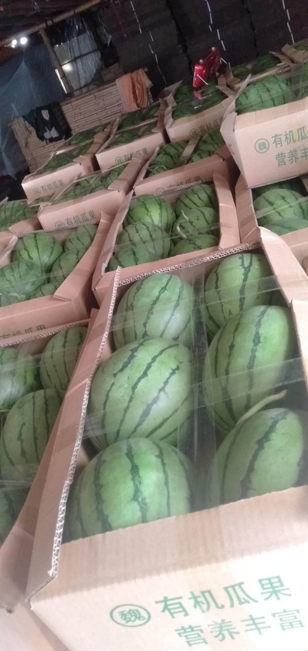 早春红玉西瓜