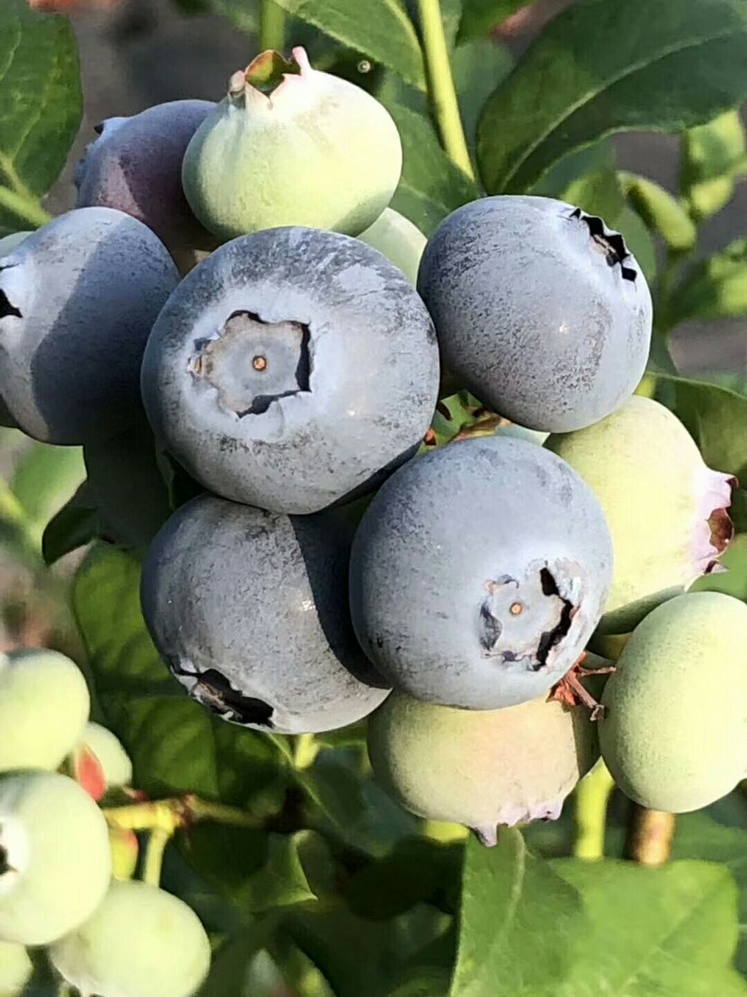 蓝莓苗品种篮丰 都克 兔眼蓝莓 钱德勒1-3年带杯蓝莓苗